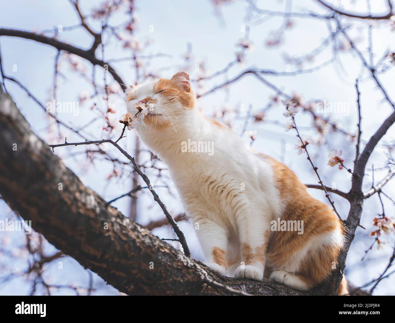Niedliche orange und weiße Katze schnüffelt Blumen auf einem blühenden Aprikosenbaum. Stockfoto