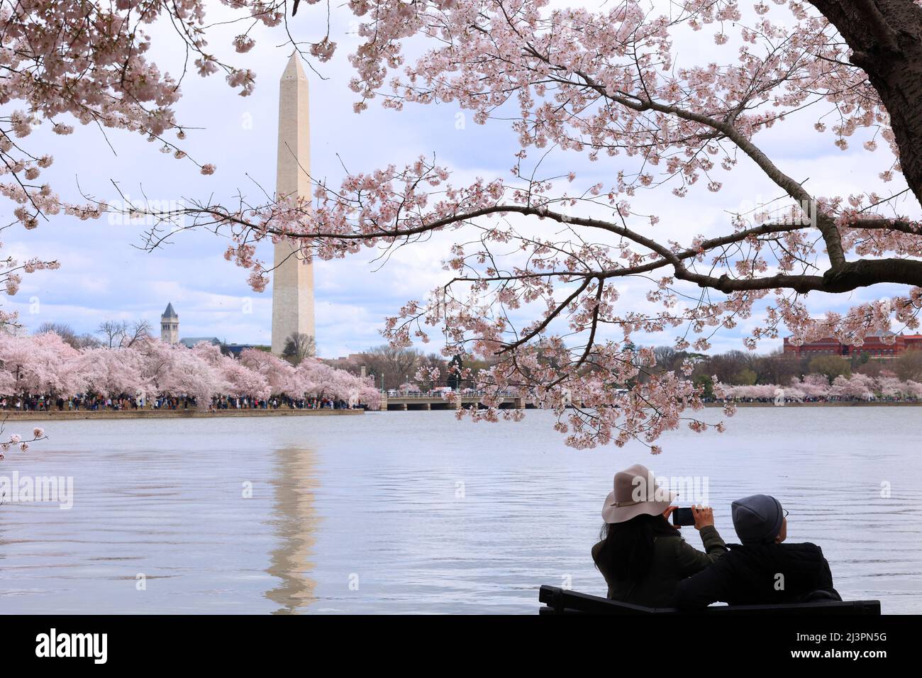 Ein Paar fotografiert die Kirschblüten von Washington DC in der höchsten Blüte rund um das Tidal Basin mit dem Washington Monument im Hintergrund. Stockfoto