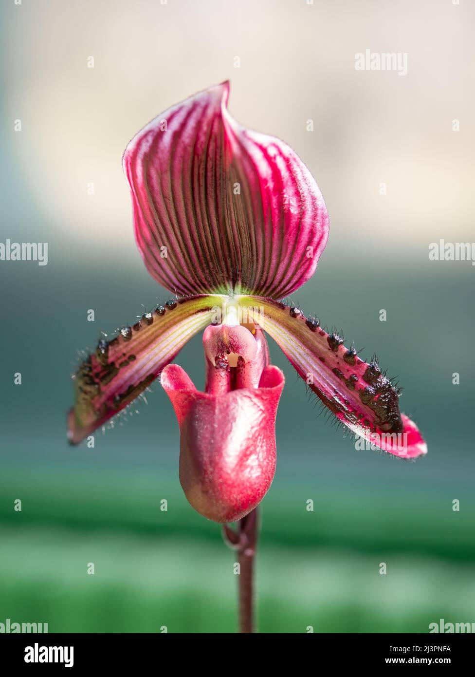 Nahaufnahme Detail mit der Blume Paphiopedilum acmodontum , oft als die Venus Slipper Stockfoto