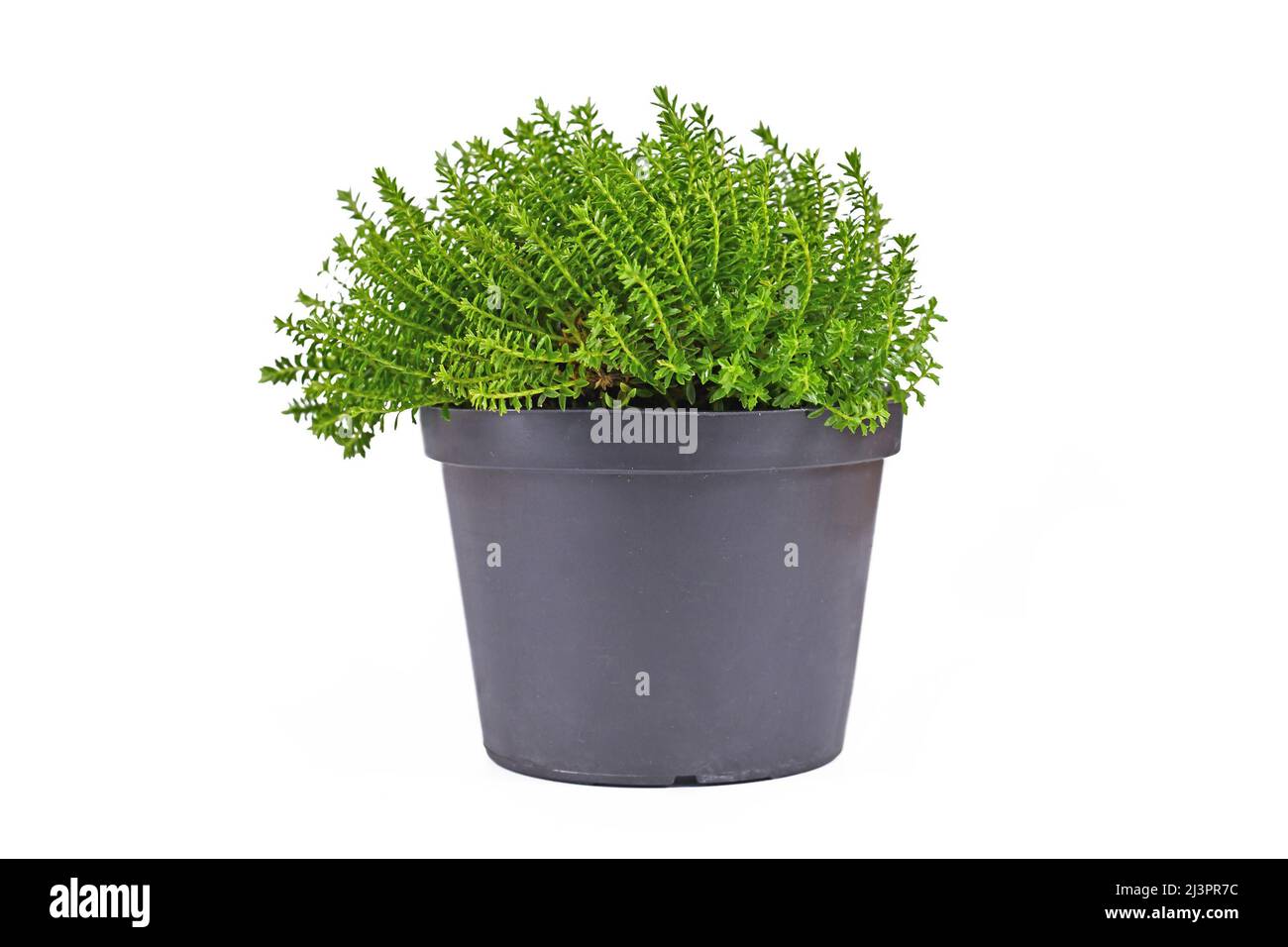 Topfpflanze „Hebe Armstrongii“ auf weißem Hintergrund Stockfoto