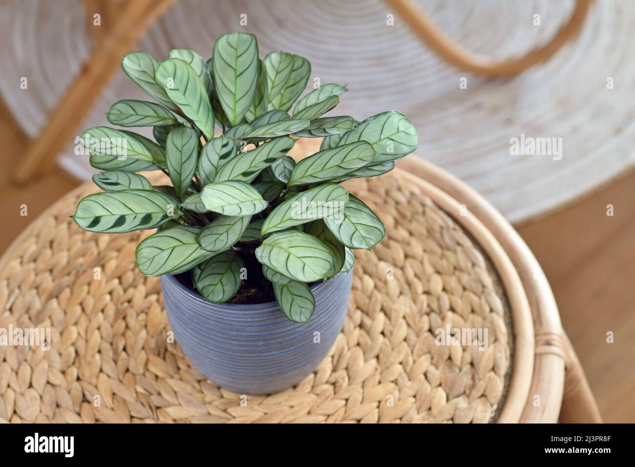 Tropische Zimmerpflanze „Ctenanthe Burle Marxii Amagris“ mit dunkelgrünem Aderstreifen-Muster im Blumentopf auf dem Tisch Stockfoto