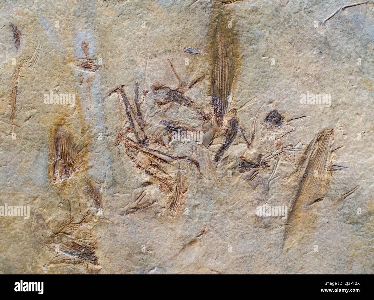 Versteinerte Insekten bleiben im Gestein zurück Stockfoto