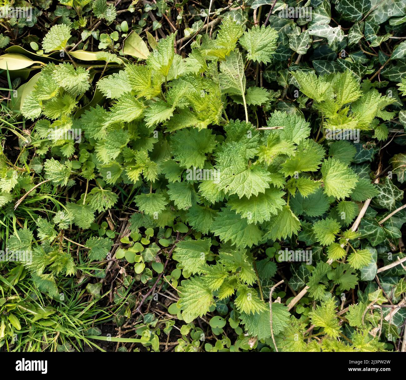 Brennessel Blätter Stockfoto