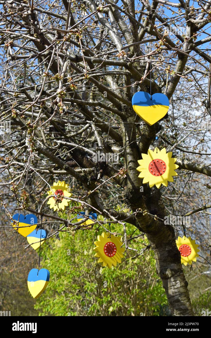 Ukrainische Symbole, die in Milton Keynes in einem Baum hängen - blaue und gelbe Herzen und Sonnenblumen. Stockfoto