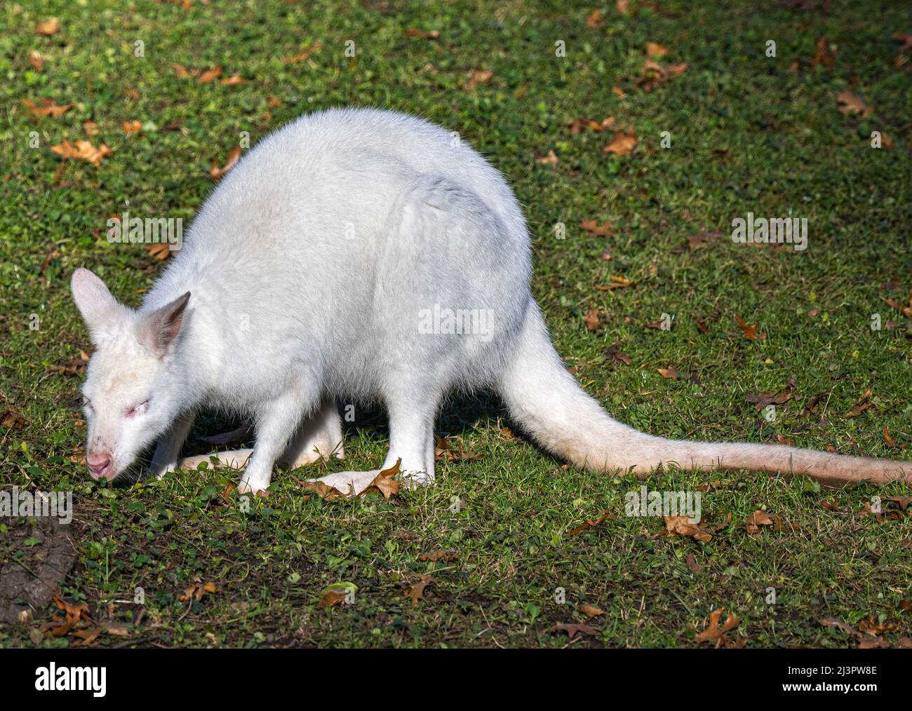 Rothalswallaby (Macropus rufogriseus), Tasmanische Unterart Bennett‘s Wallaby, Albino Stockfoto