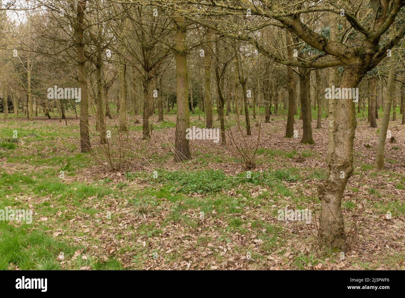 Waldszene im Monat März, England, Großbritannien Stockfoto