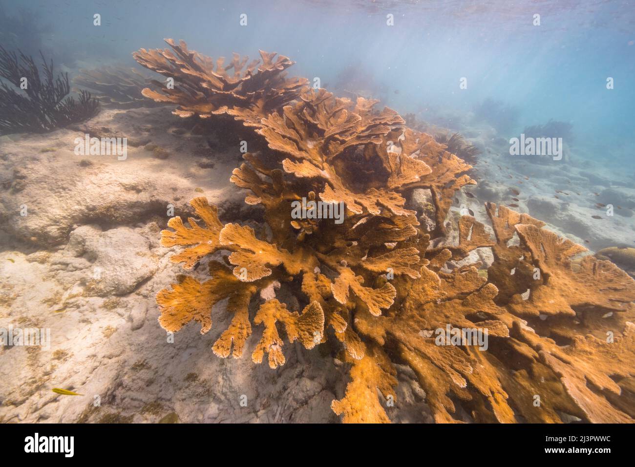 Seascape mit Elkhorn Coral und Schwamm im Korallenriff der Karibik, Curacao Stockfoto
