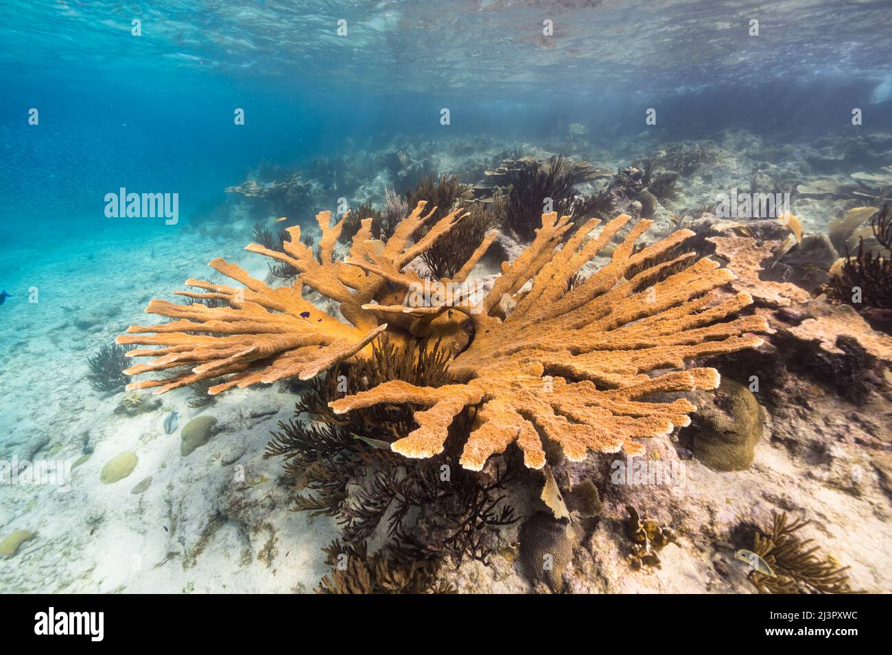 Seascape mit Elkhorn Coral und Schwamm im Korallenriff der Karibik, Curacao Stockfoto