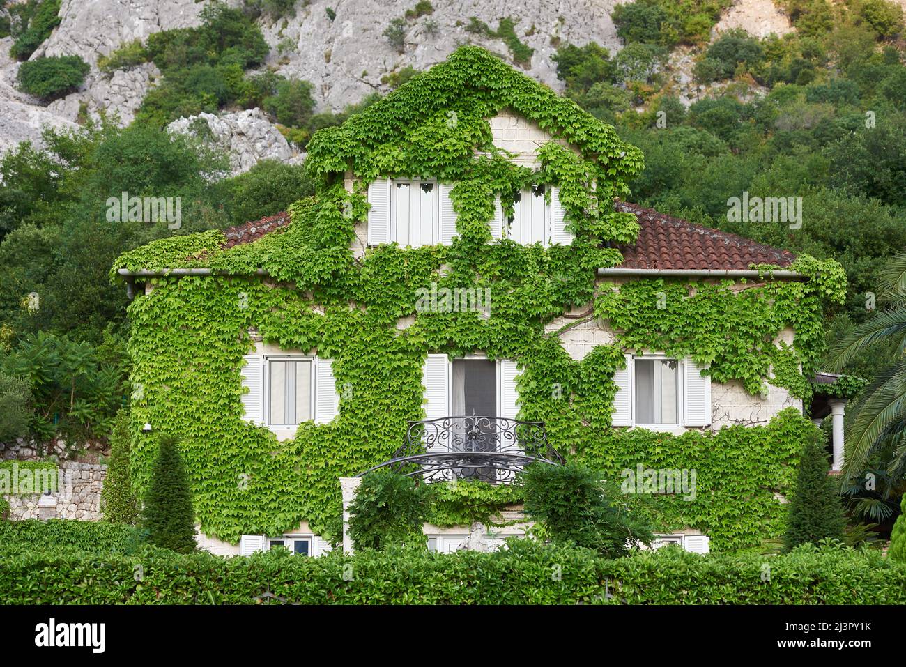 Niedliches Efeu-Haus in einer europäischen Stadt Stockfoto