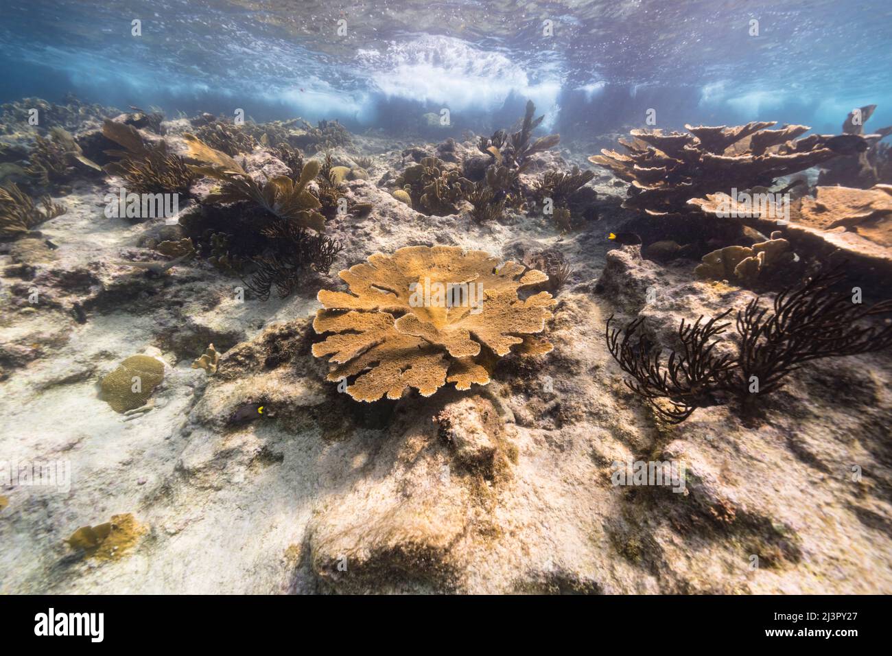 Seascape mit Elkhorn Coral und Schwamm im Korallenriff der Karibik, Curacao Stockfoto