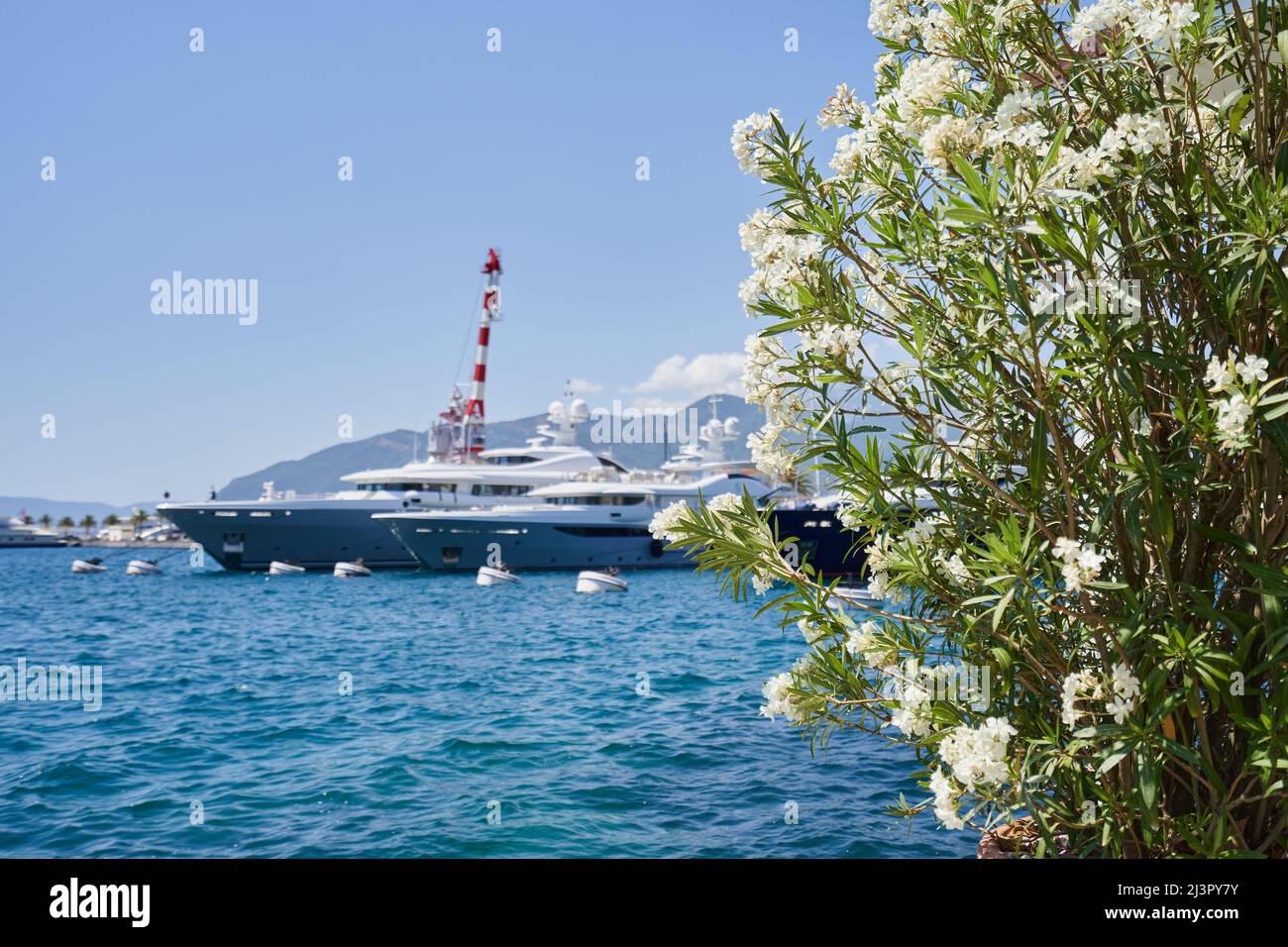 Oleander Busch mit Blumen vor dem Hintergrund des Meeres mit Schiffen Stockfoto
