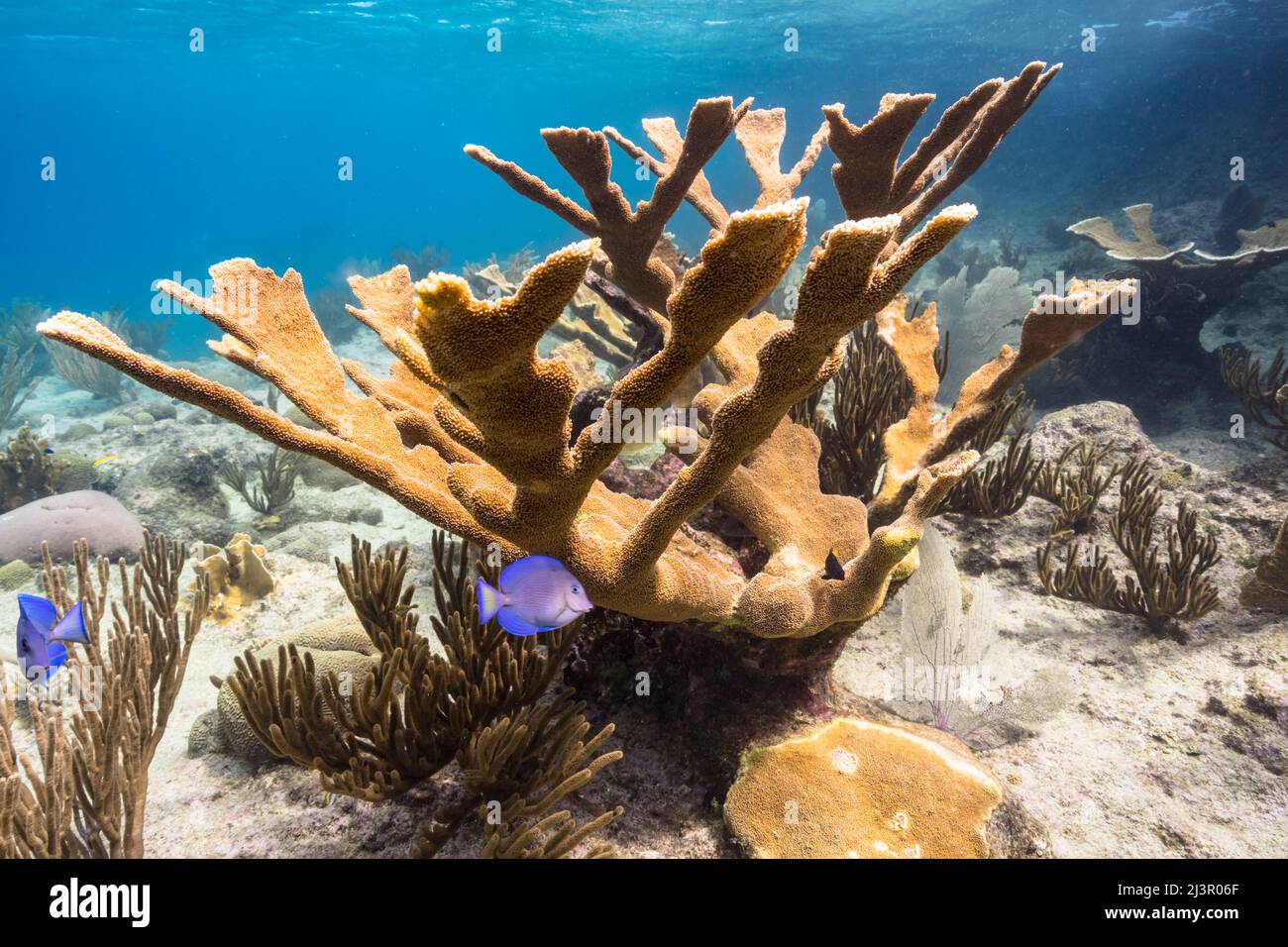 Seascape mit Elkhorn Coral und Schwamm im Korallenriff der Karibik, Curacao Stockfoto