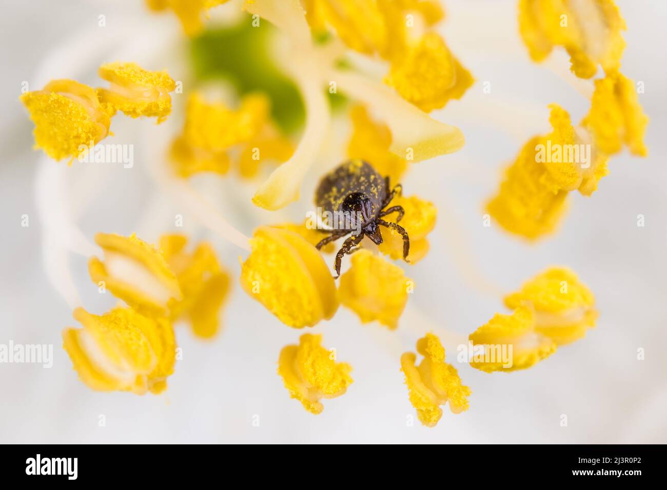 Weibliche Hirschzecke kriecht auf einem gelben Staubgefäß einer Blüte mit weißen Blütenblättern. Ixodes ricinus. Kleiner Parasit im Frühlingsblumendetail mit Pollenkörnern. Stockfoto