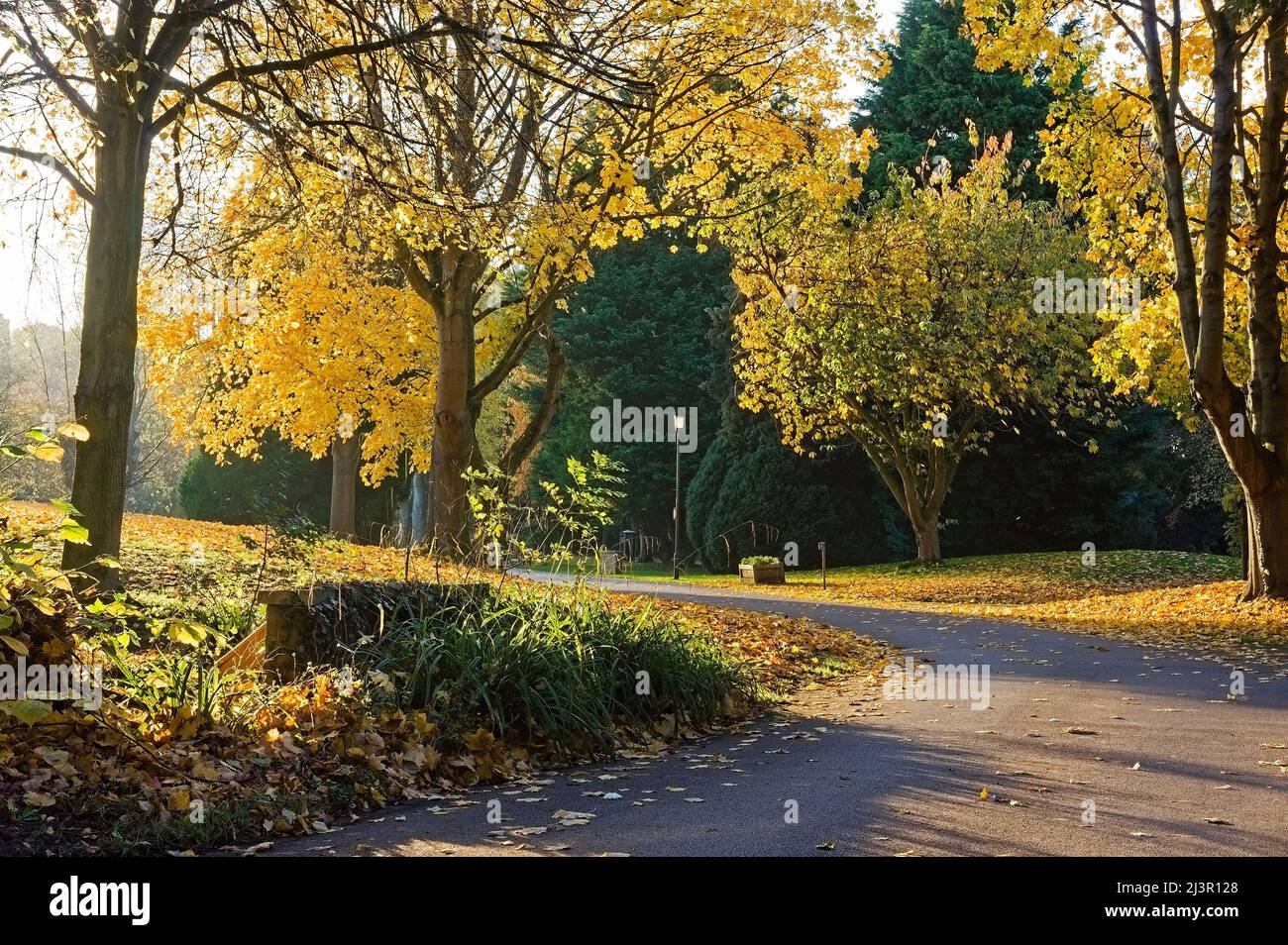 Eine schmale Straße, die sich im Herbst durch einen bewaldeten Park oder Friedhof schlängelt Stockfoto