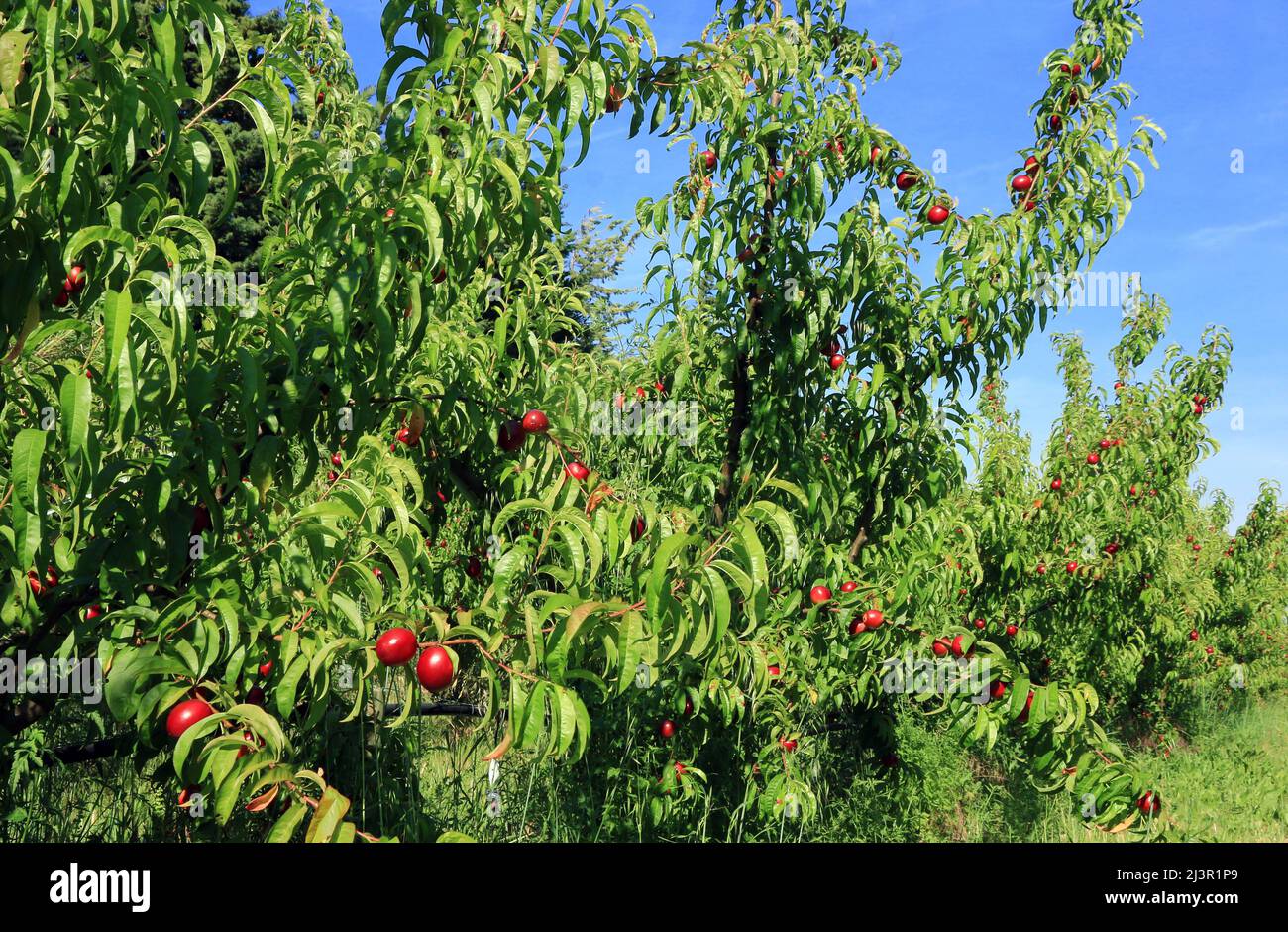 Pfirsichzweig, der in der Sonne liegt und reife Früchte trägt. Stockfoto