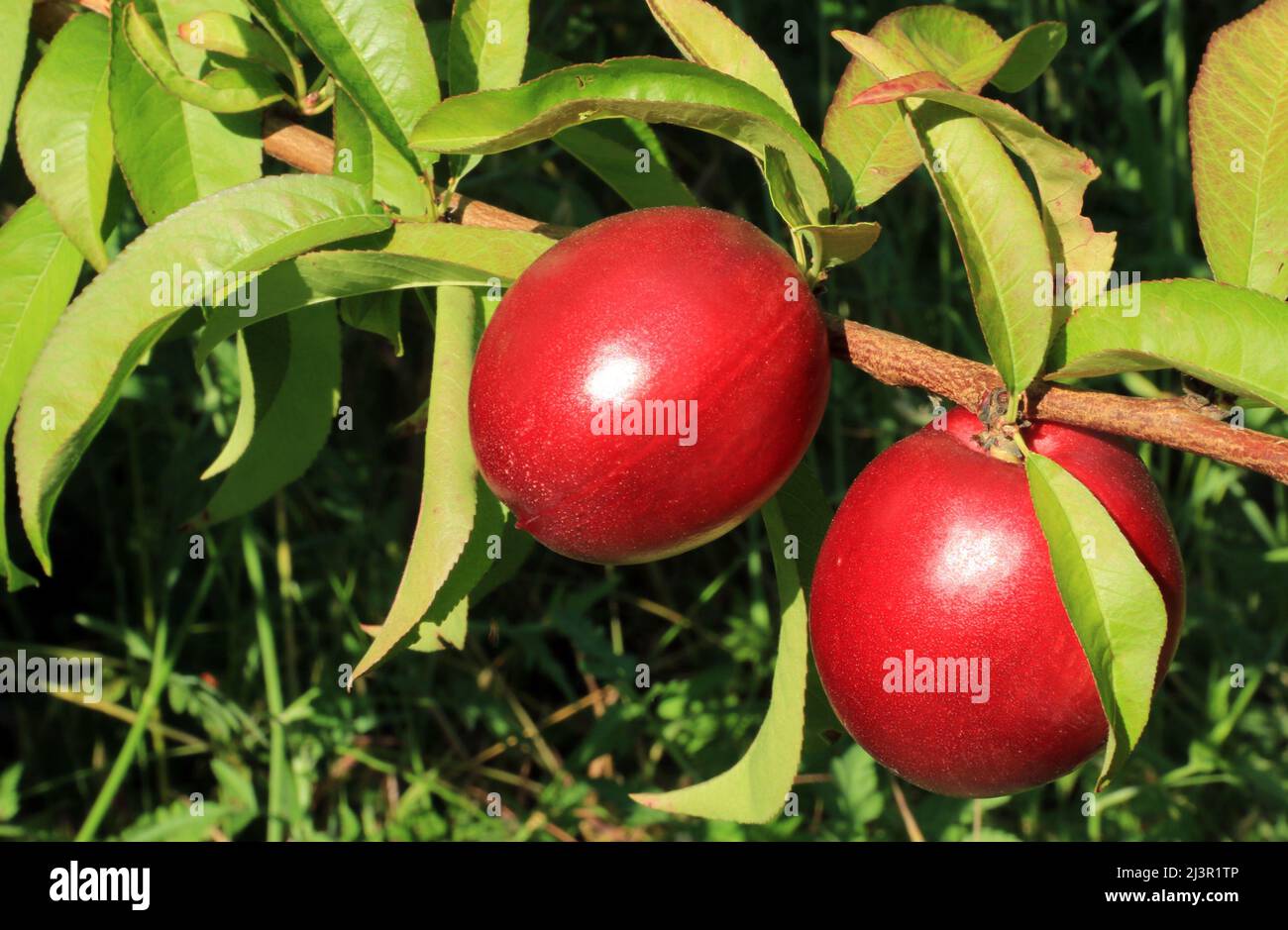 Pfirsichzweig, der in der Sonne liegt und reife Früchte trägt. Stockfoto