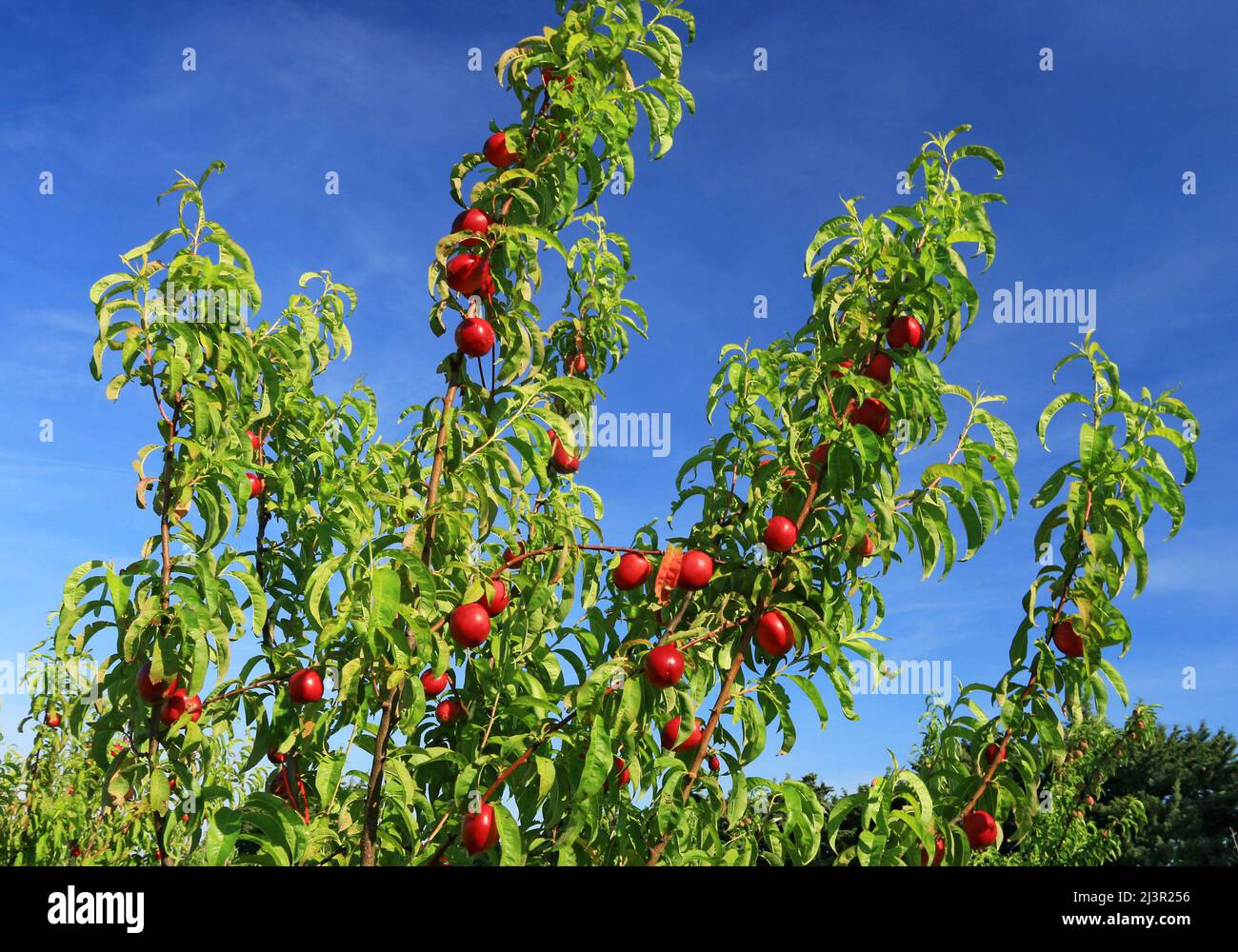 Pfirsichzweig, der in der Sonne liegt und reife Früchte trägt. Stockfoto