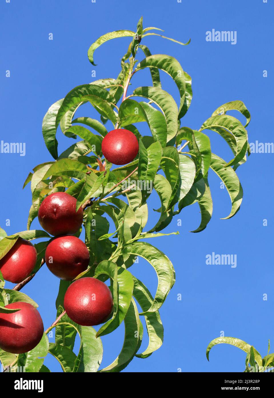 Pfirsichzweig, der in der Sonne liegt und reife Früchte trägt. Stockfoto