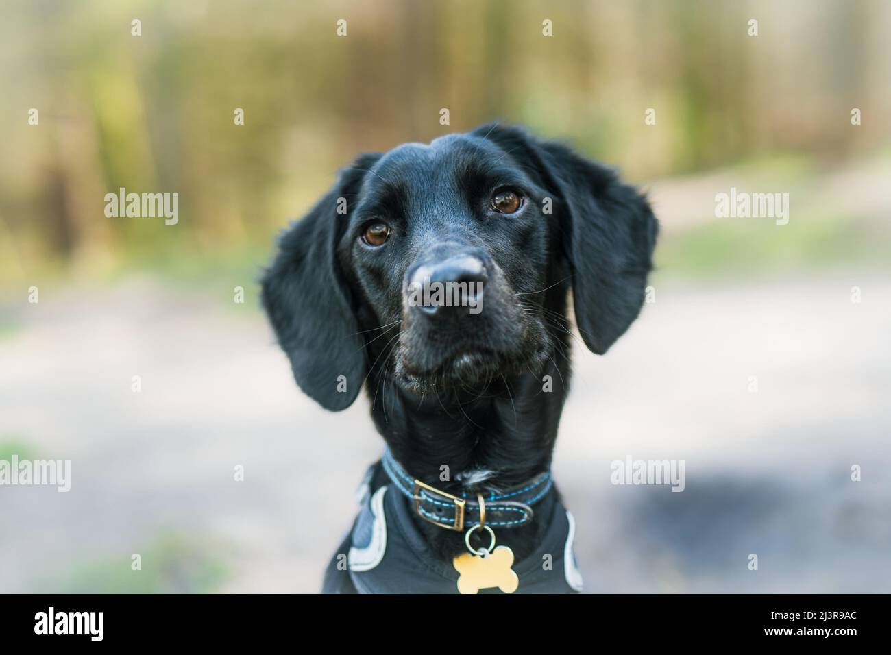 Kopfaufnahme Porträt eines glatten Mantels schwarzer Labradoodle-Welpe - eine Kreuzung zwischen einem Labrador-Hund und einem Pudel. Stockfoto