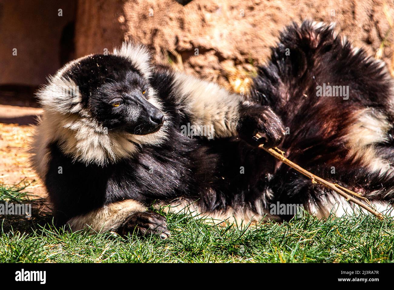 Ein Ringschwanz-Lemur im Zoo. Stockfoto