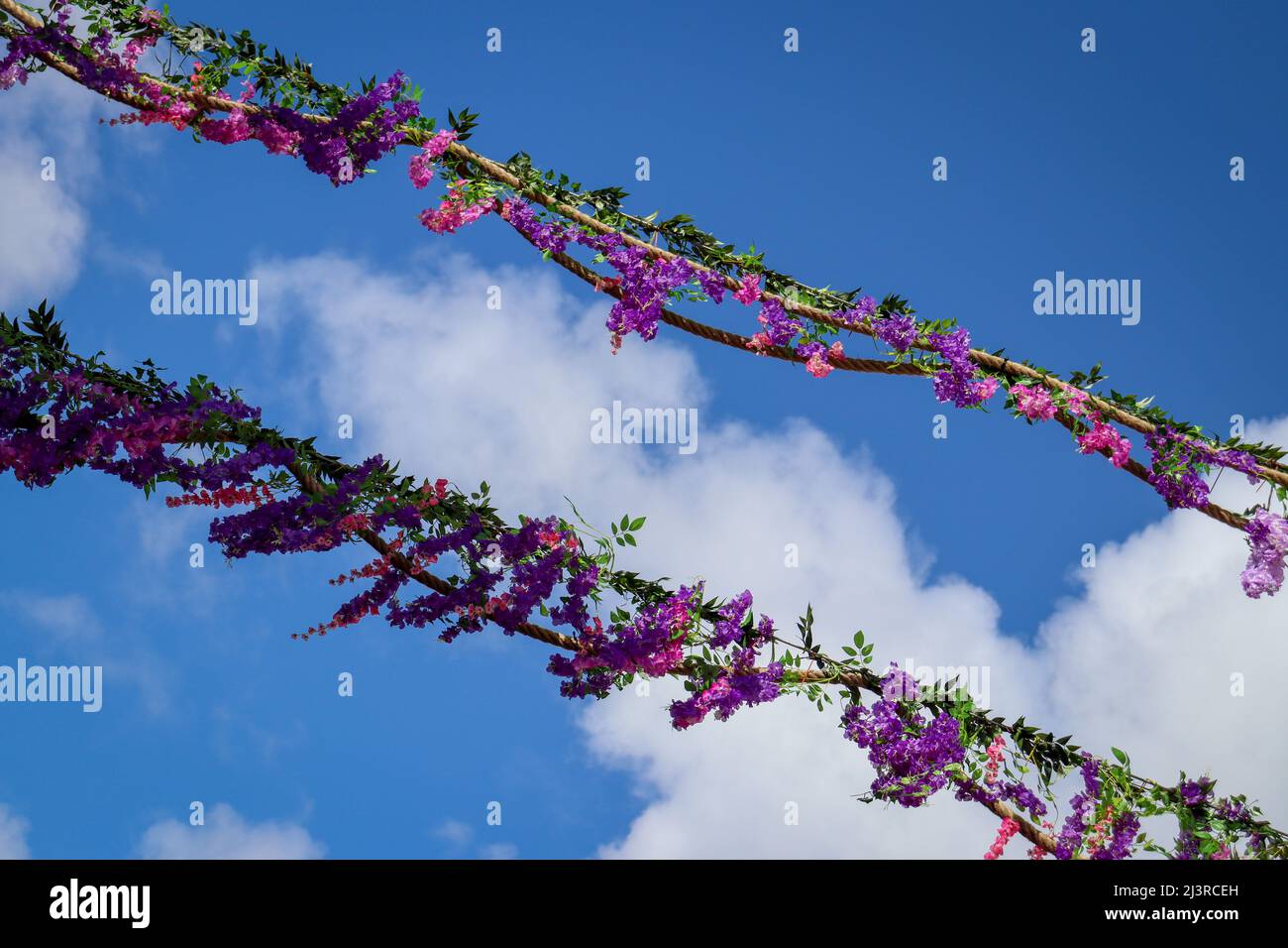 Liverpool Bold Street, rosafarbene Glyzinie über der Straße Stockfoto