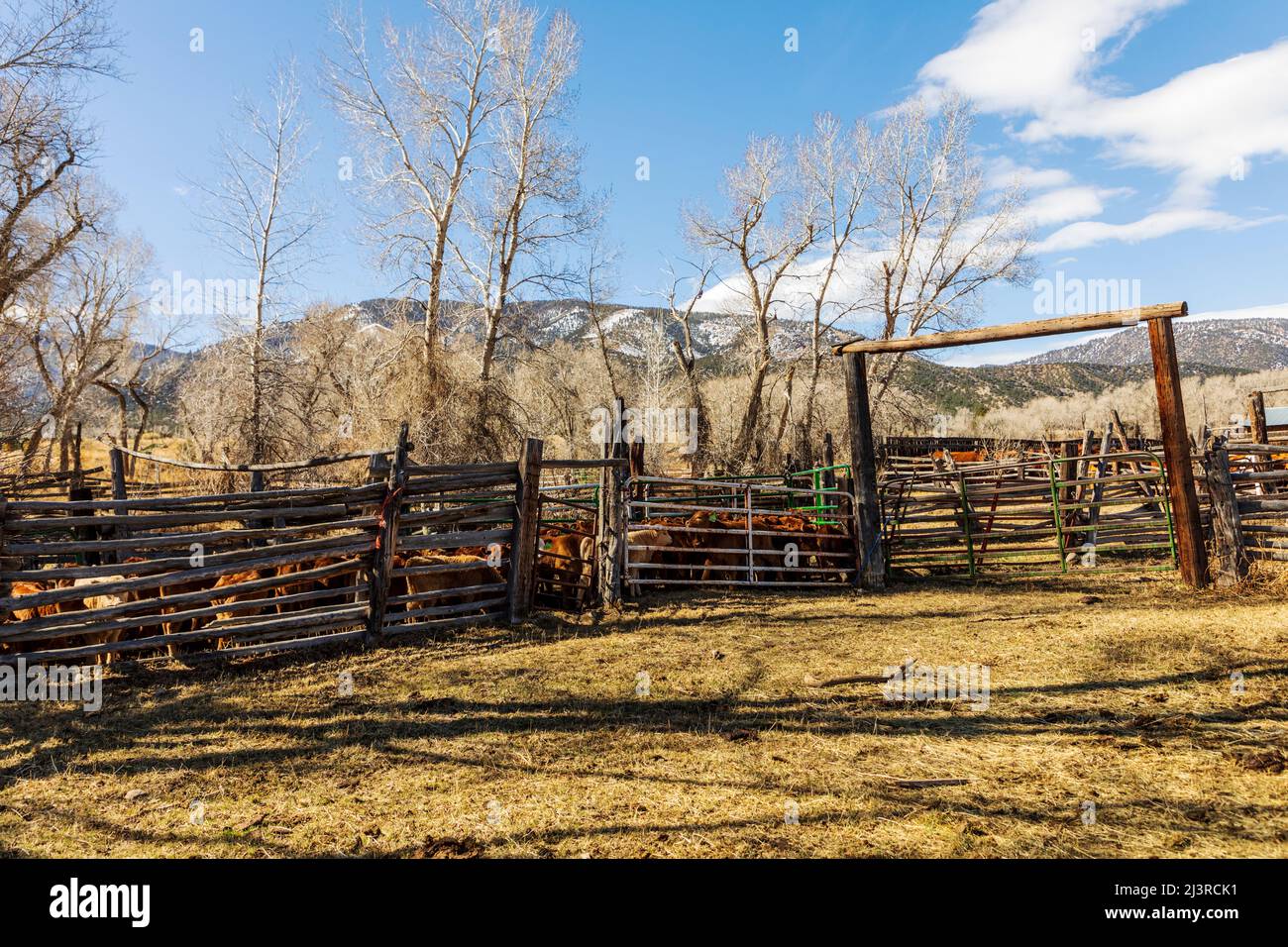 Auf der Hutchinson Ranch in der Nähe von Salida, Colorado, USA, warten Färsen- und Bullenkälber auf das Frühjahrsbranding Stockfoto