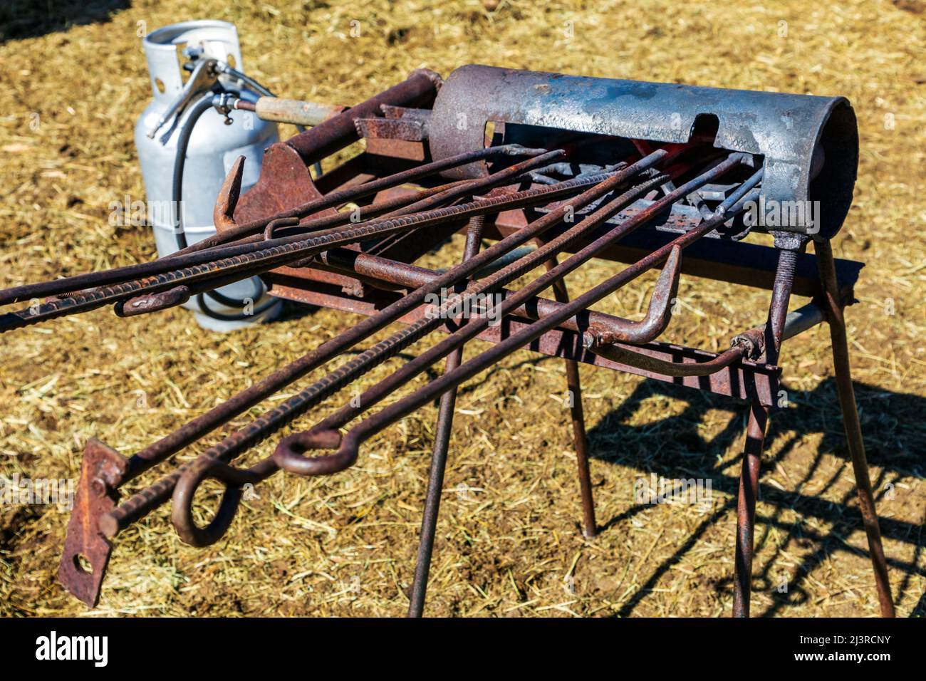 Frühlingsmarkierung auf der Hutchinson Ranch in der Nähe von Salida: Colorado; USA Stockfoto