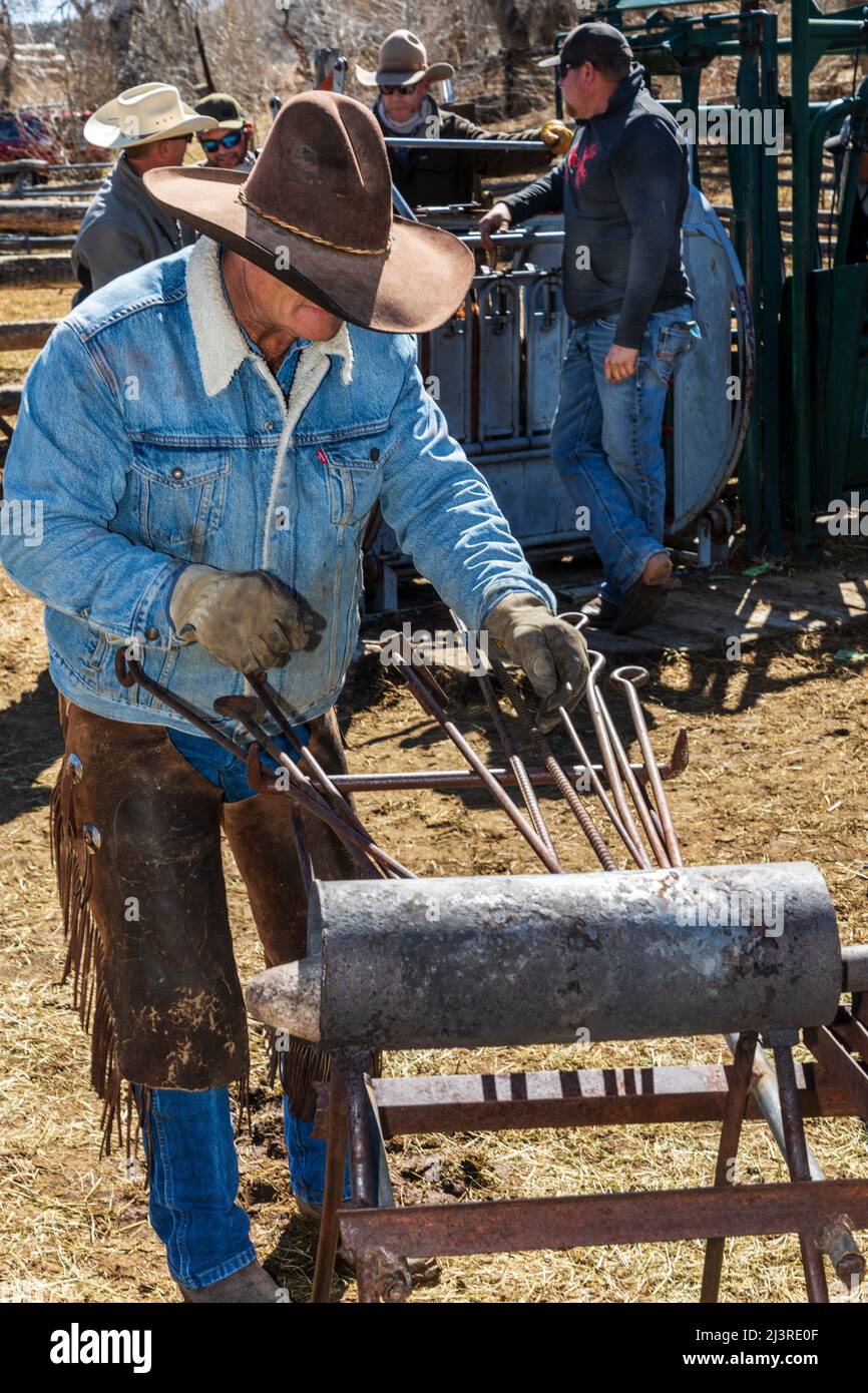 Cowboy heizt Markeneisen; Frühlingsbrandmarken auf der Hutchinson Ranch in der Nähe von Salida: Colorado; USA Stockfoto