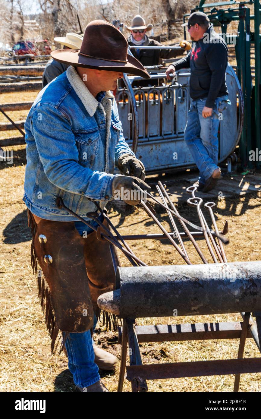 Cowboy heizt Markeneisen; Frühlingsbrandmarken auf der Hutchinson Ranch in der Nähe von Salida: Colorado; USA Stockfoto