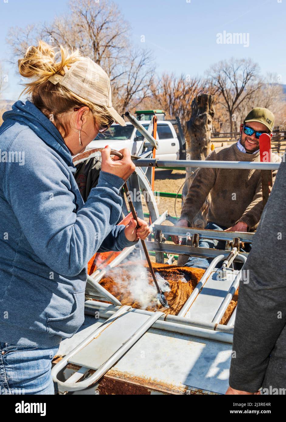 Cowgirl und Ranch-Besitzer Abby Hutchinson in sechster Generation; Brands ein Kalb, das bei einem Squeeze-Shooting auf der Hutchinson Ranch in der Nähe von Salida in Colorado, USA, gehalten wird Stockfoto