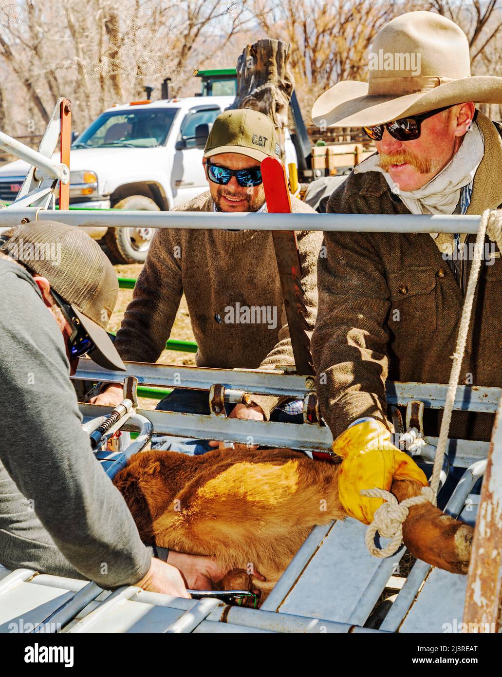 Cowboy „bändelt“ die Hoden eines Stierkalbes; Frühlingsmarkierung auf der Hutchinson Ranch in der Nähe von Salida: Colorado; USA Stockfoto