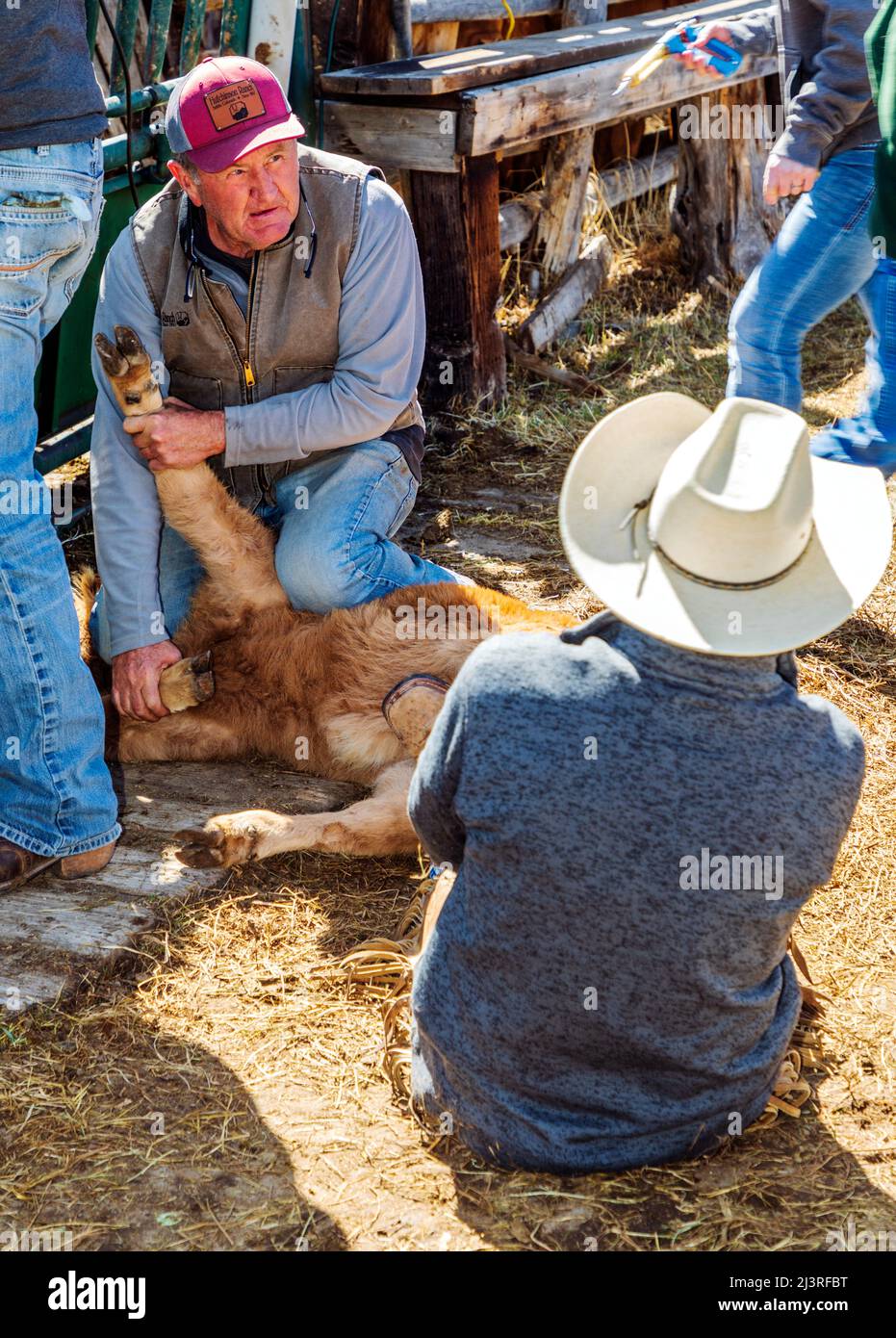 Cowboys ringen auf der Hutchinson Ranch in der Nähe von Salida, Colorado, USA, Kalb bis Boden für das Frühjahrsbranding Stockfoto