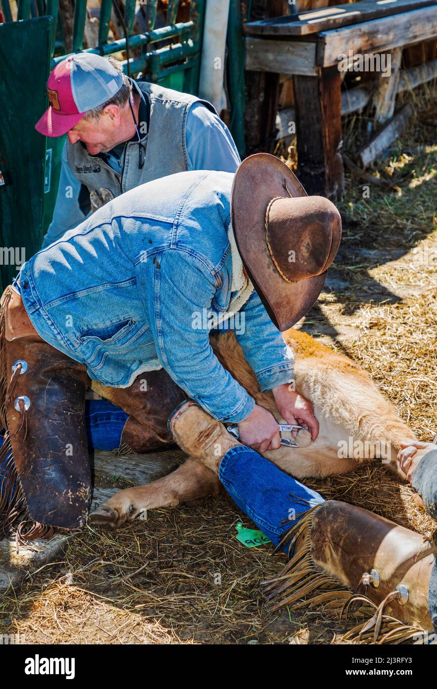 Cowboy „bändelt“ die Hoden eines Stierkalbes; Frühlingsmarkierung auf der Hutchinson Ranch in der Nähe von Salida: Colorado; USA Stockfoto