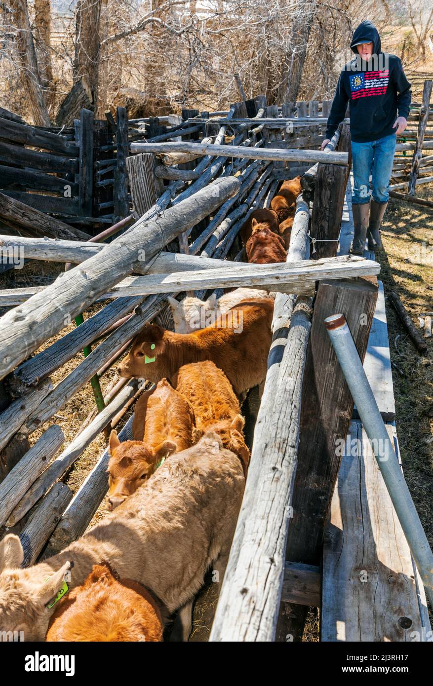 Cowboy rastelt Kälber im Corral-Shooting; Frühjahrsbranding auf der Hutchinson Ranch in der Nähe von Salida: Colorado; USA Stockfoto