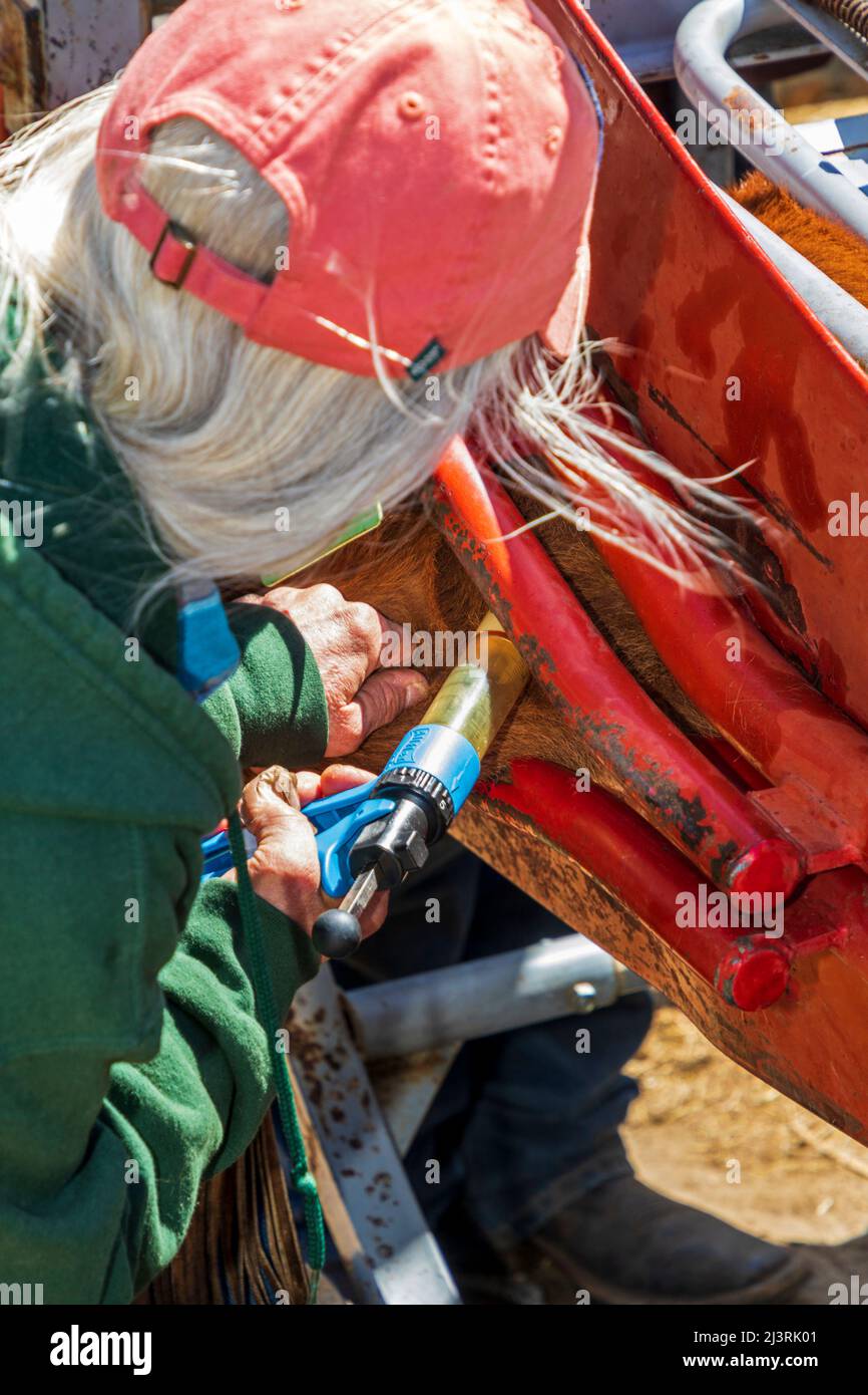 Cowgirl verharmlost junge Kälber; Frühlingsmarkenveranstaltung auf der Hutchinson Ranch in der Nähe von Salida: Colorado; USA Stockfoto