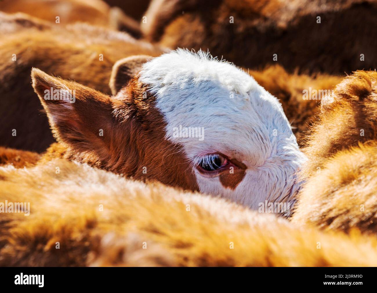 Junge Kälber erwarten das Frühjahrsbranding auf der Hutchinson Ranch in der Nähe von Salida: Colorado; USA Stockfoto