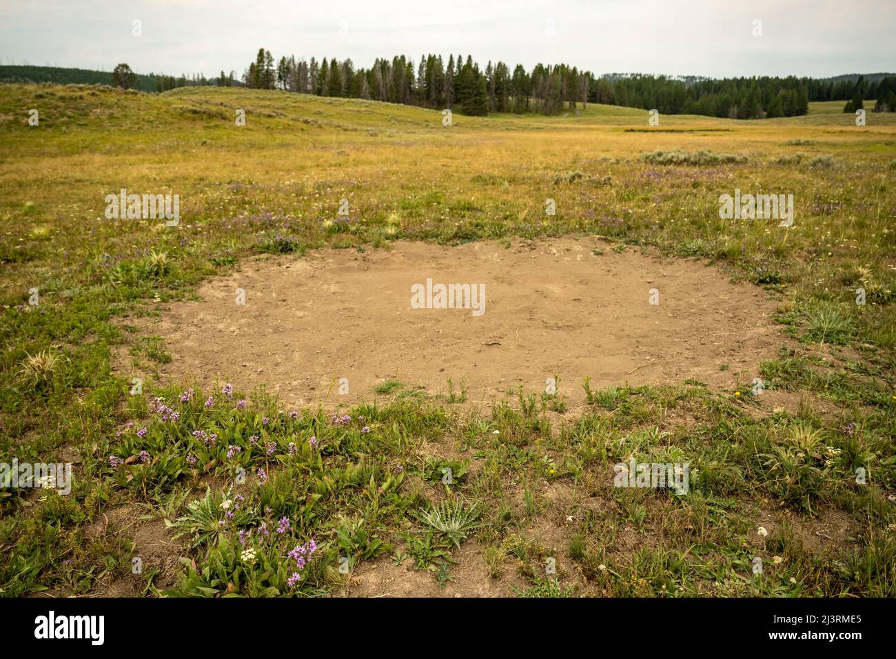 Großer Wisent-Wachen, umgeben von Blumen im Yellowstone-Hinterland Stockfoto