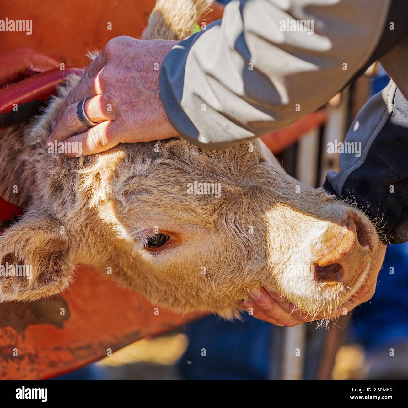 Junges Kalb im Squeeze Shoot; Frühjahrs-Branding-Veranstaltung auf der Hutchinson Ranch in der Nähe von Salida: Colorado; USA Stockfoto