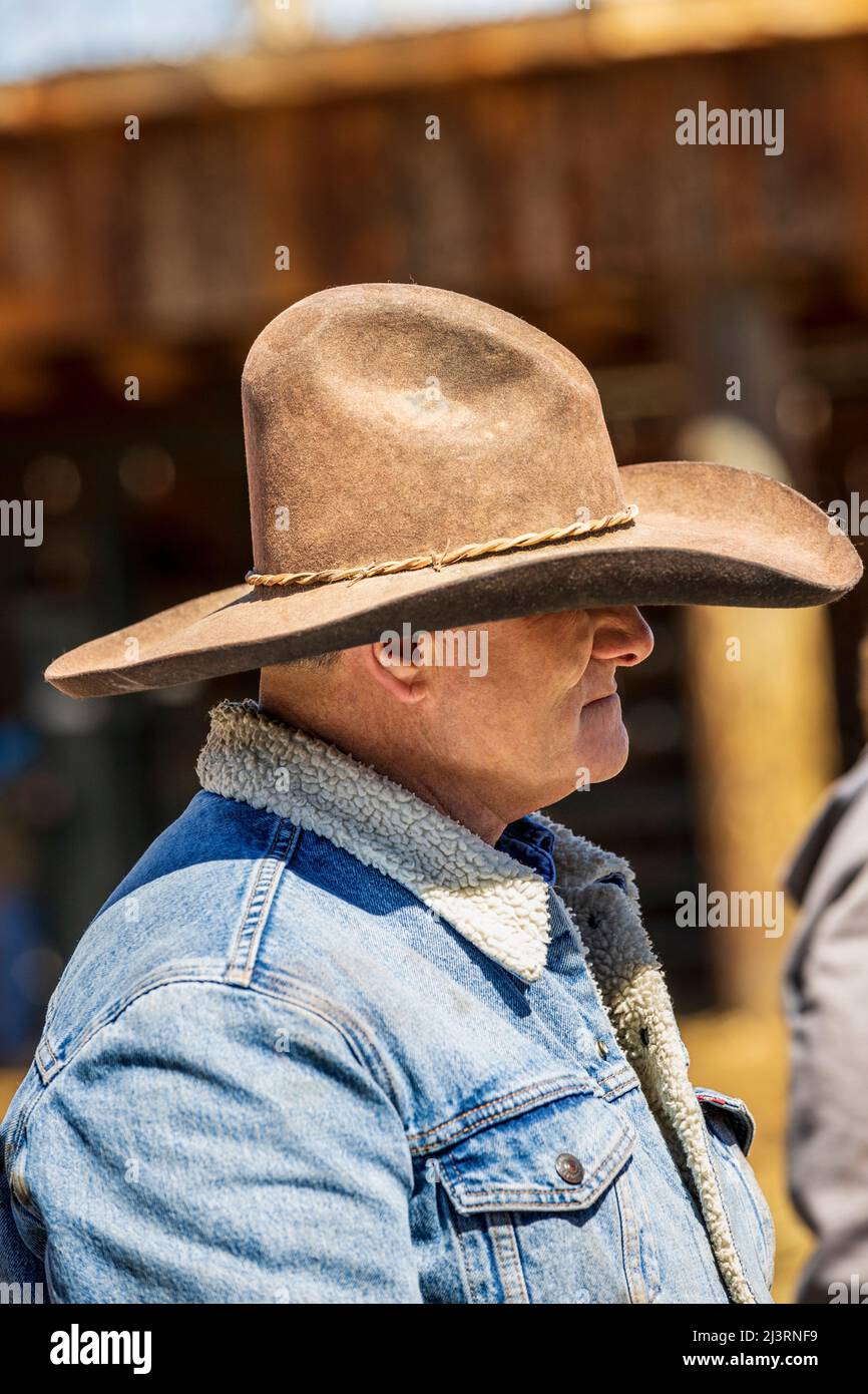 Cowboy, der bei einer Frühlingsmarkenveranstaltung auf der Hutchinson Ranch in der Nähe von Salida in Colorado, USA, arbeitet Stockfoto