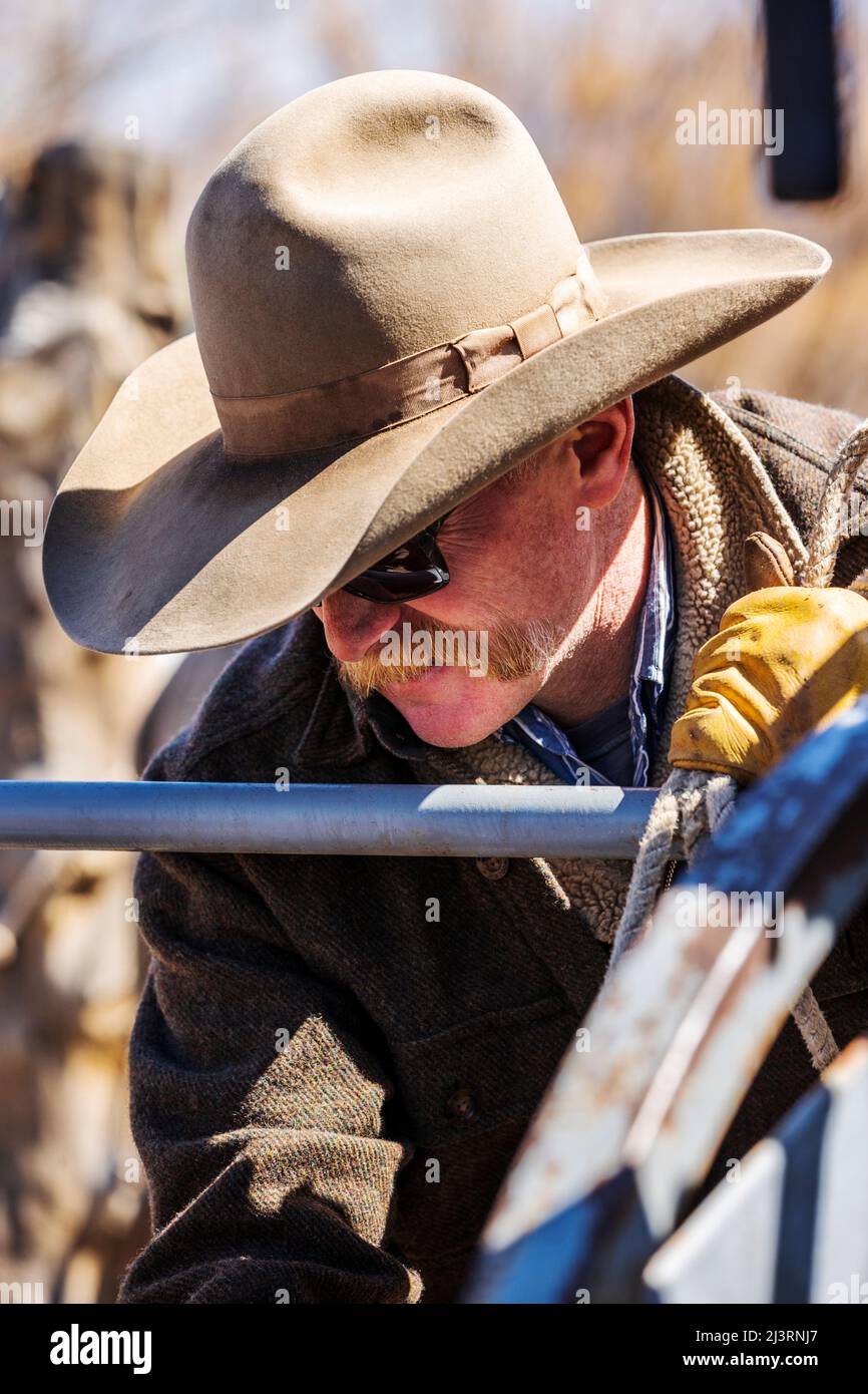 Cowboy, der bei einer Frühlingsmarkenveranstaltung auf der Hutchinson Ranch in der Nähe von Salida in Colorado, USA, arbeitet Stockfoto
