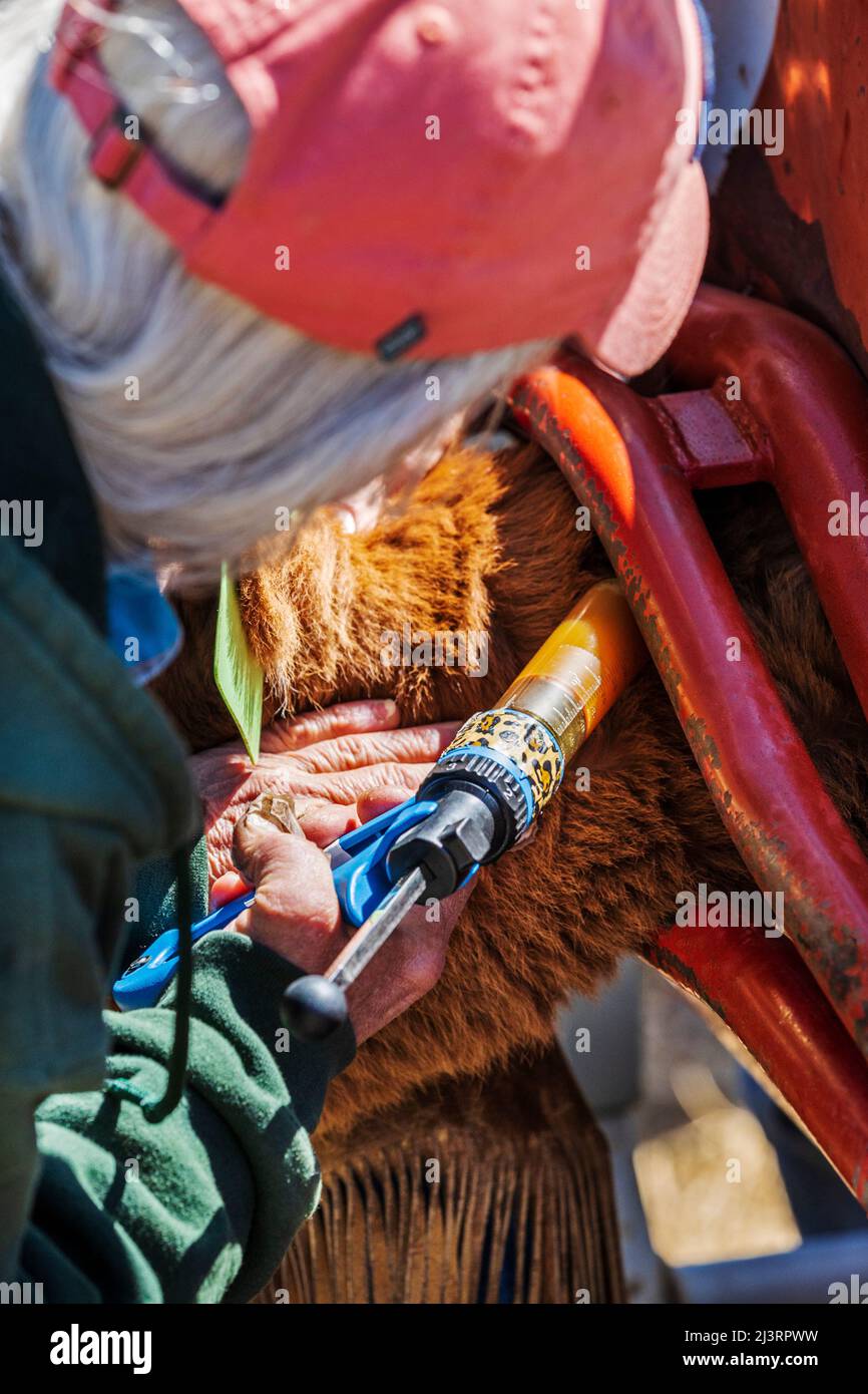 Cowgirl verharmlost junge Kälber; Frühlingsmarkenveranstaltung auf der Hutchinson Ranch in der Nähe von Salida: Colorado; USA Stockfoto