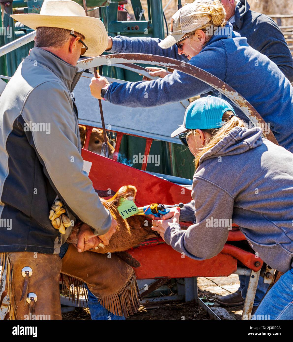 Cowgirl verharmlost junge Kälber; Frühlingsmarkenveranstaltung auf der Hutchinson Ranch in der Nähe von Salida: Colorado; USA Stockfoto