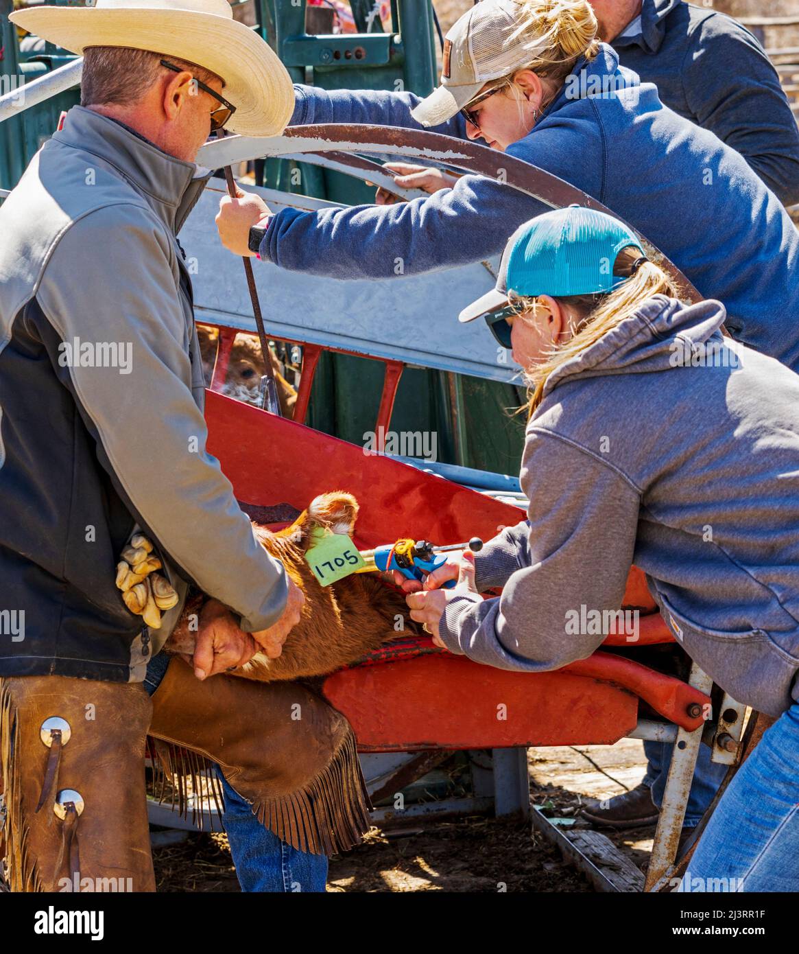 Cowgirl verharmlost junge Kälber; Frühlingsmarkenveranstaltung auf der Hutchinson Ranch in der Nähe von Salida: Colorado; USA Stockfoto