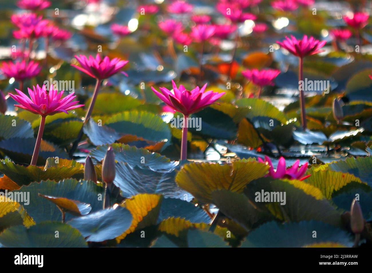 Blume im teich Fotos und Bildmaterial in hoher Auflösung Alamy