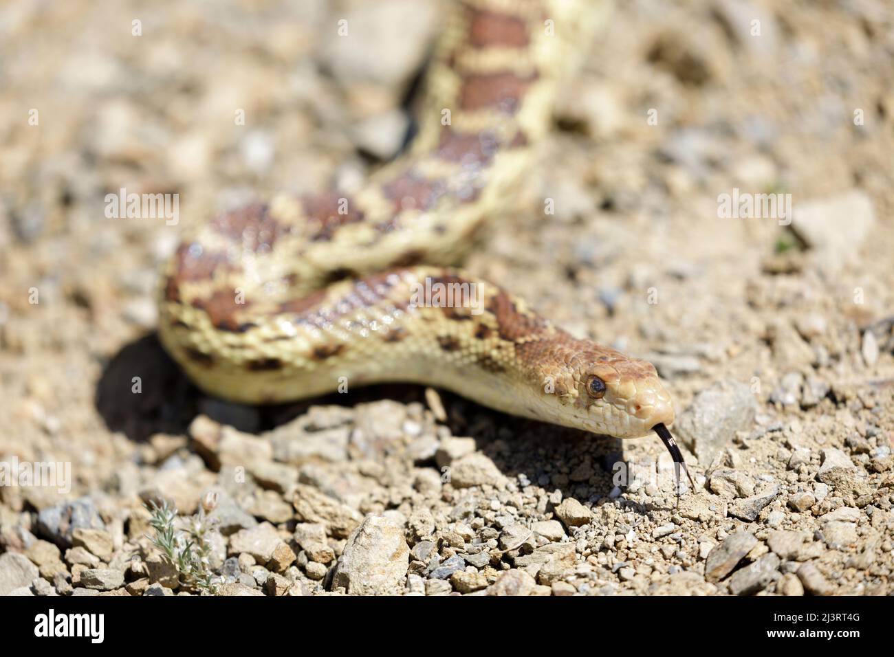 Pacific Gopher Snake Adult Ragt Aus Der Zunge. Joseph D Grant Ranch County Park, Santa Clara County, Kalifornien, USA. Stockfoto