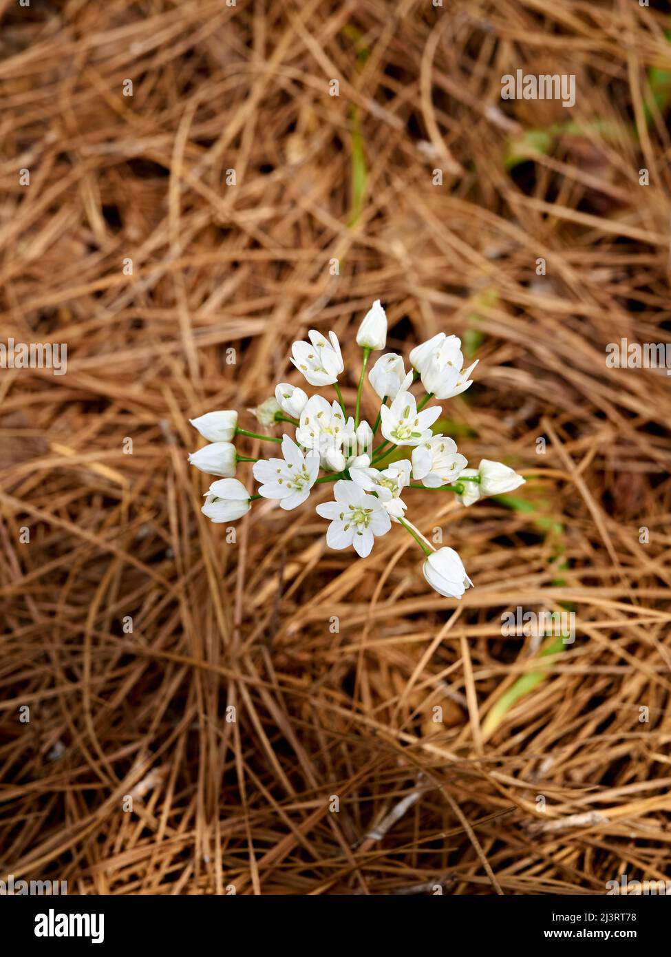 Kleine weiße Wildblume, die in einem Hausgarten blüht oder blüht. Stockfoto