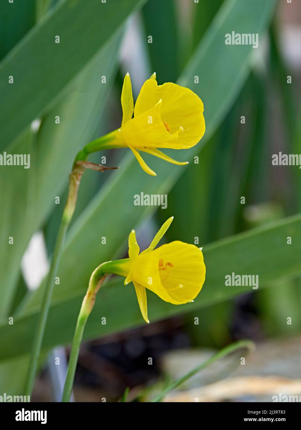 Gelb gespaltene Narzissen oder Petticoat-Narzissen werden auch als Schmetterling-Narzissen bezeichnet, die in einem Hausgarten wachsen und blühen. Stockfoto