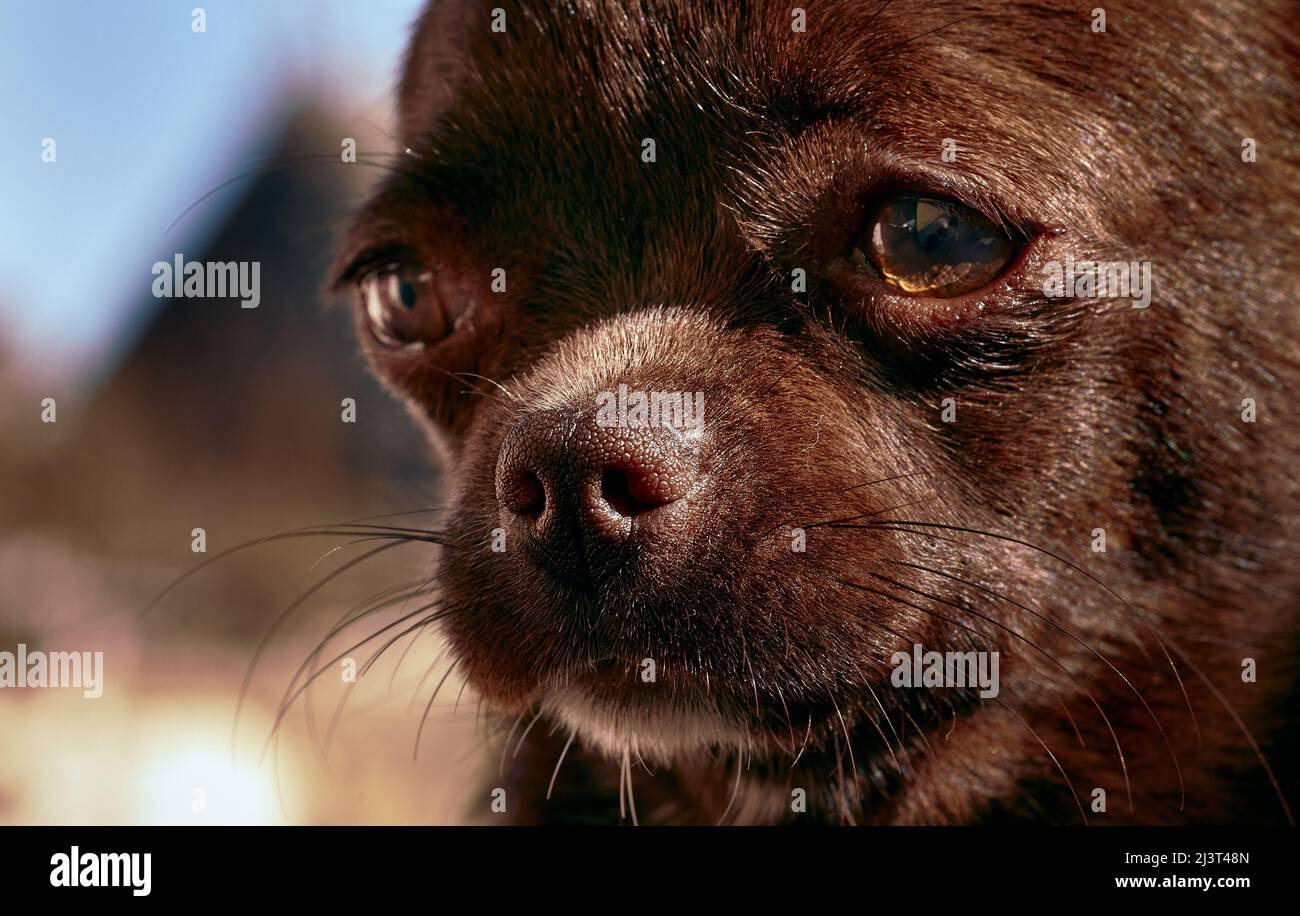 Nahaufnahme eines schokoladenfarbenen chihuahua Hundeportraits mit verschwommenem Hintergrund Stockfoto