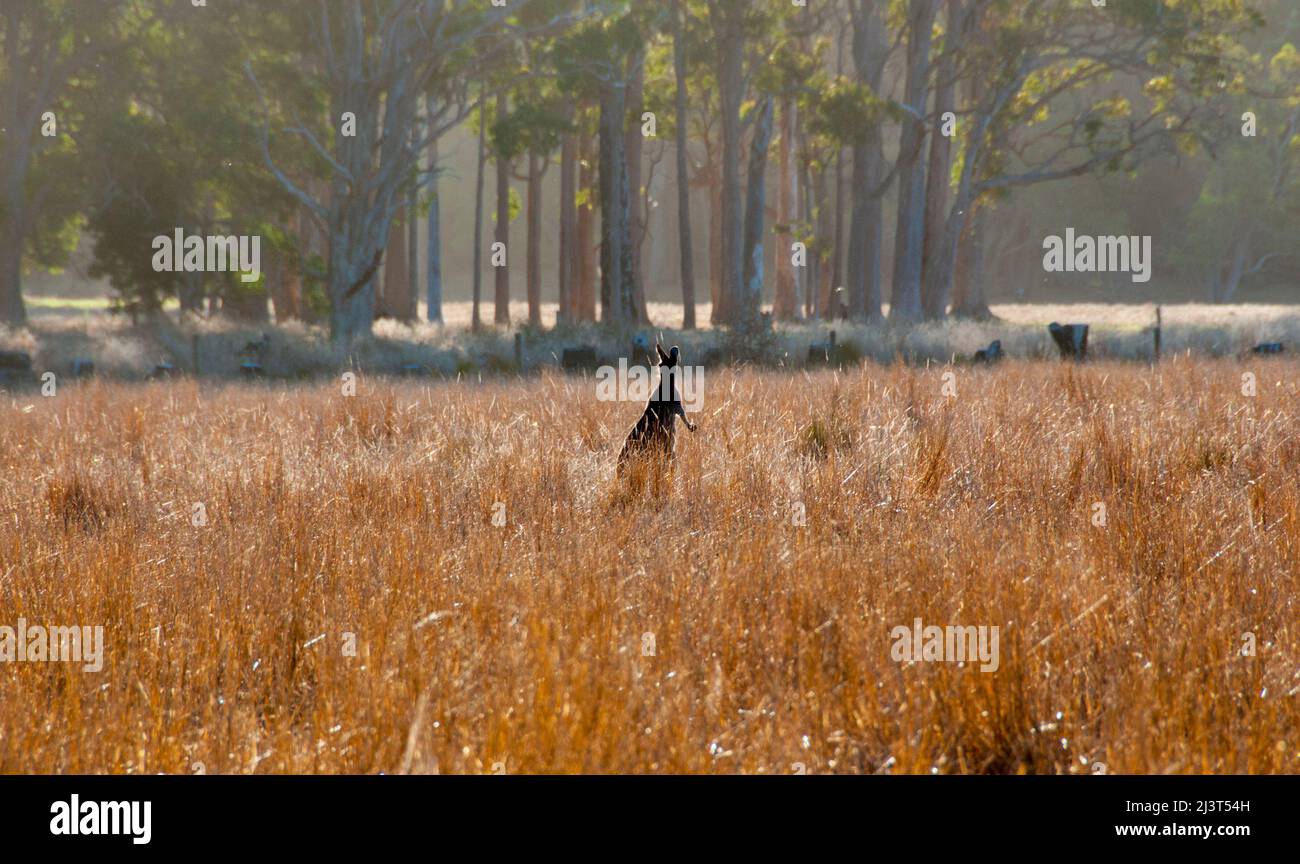 Wildes Känguru im hohen Gras Stockfoto