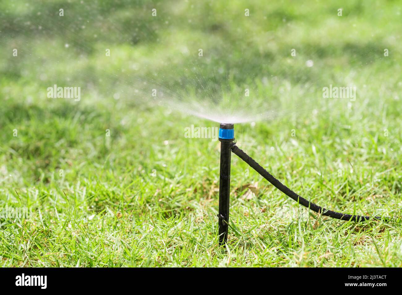 Nahaufnahme der automatischen Sprinkler zur Bewässerung des Rasens Stockfoto